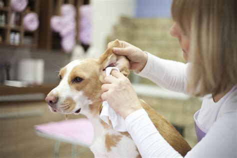 A Pet Owner's Guide to Using Ez Groom Ear Cleaning Products
